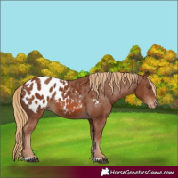 Horse Color:Chestnut Appaloosa