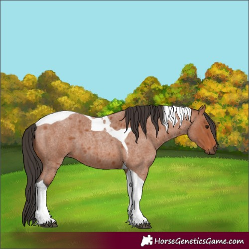 Horse Color:Bay Roan Tobiano 