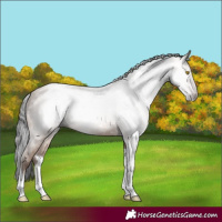 Horse Color:Gray Amber Champagne Tobiano