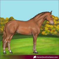 Horse Color:Chestnut Rabicano