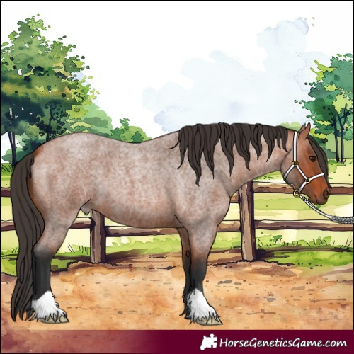 Horse Color:Bay Roan 