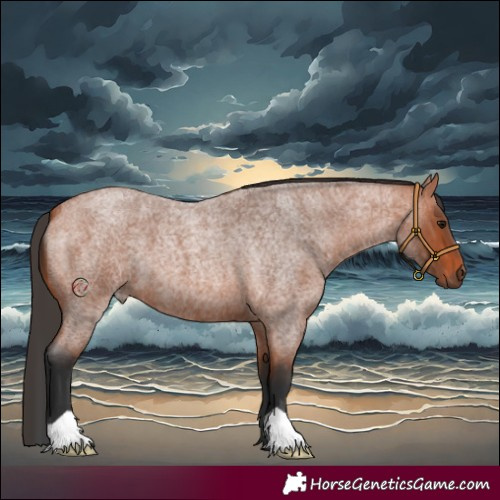 Horse Color:Bay Roan