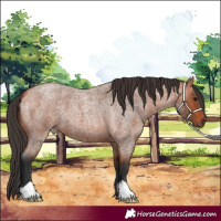Horse Color:Bay Roan
