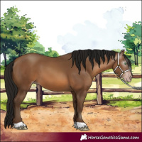 Horse Color:Gray Amber Champagne 