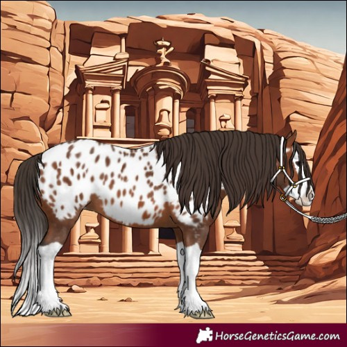 Horse Color:Bay Splash Appaloosa 