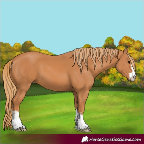 Horse Color:Chestnut 