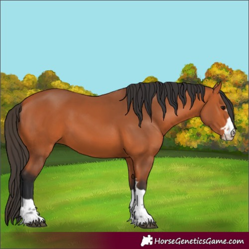 Horse Color:Bay 
