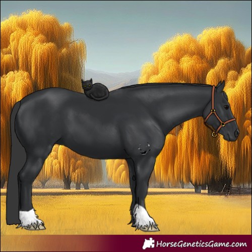 Horse Color:Black 