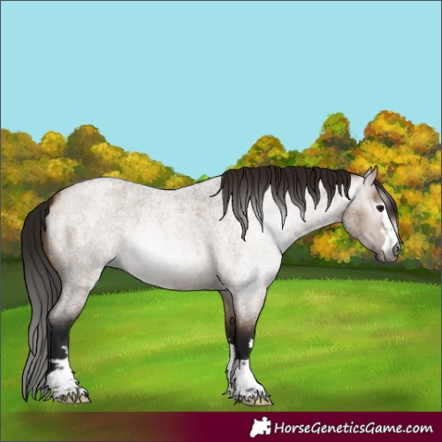 Horse Color:Gray Bay Roan Dun Varnish