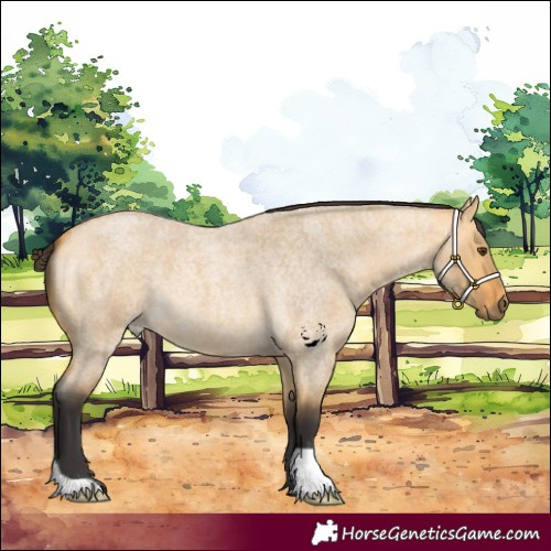Horse Color:Buckskin Roan Dun