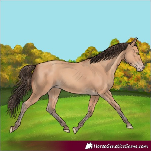Horse Color:Amber Champagne 