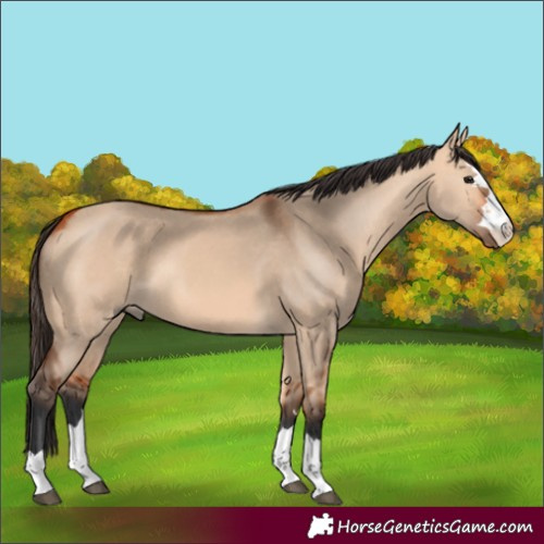 Horse Color:Bay Dun 