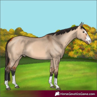 Horse Color:Bay Dun 