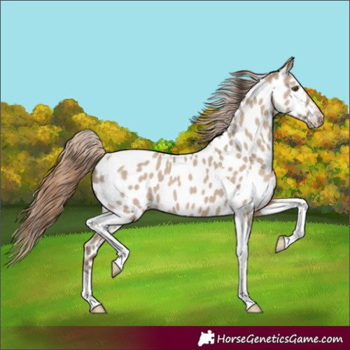 Horse Color:Classic Champagne Dun Tobiano Appaloosa Rabicano 
