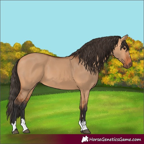 Horse Color:Bay Dun 