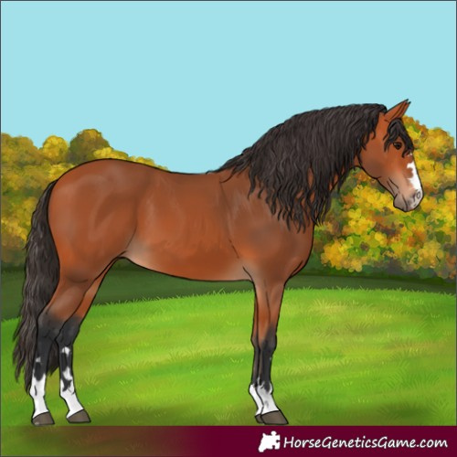 Horse Color:Bay 