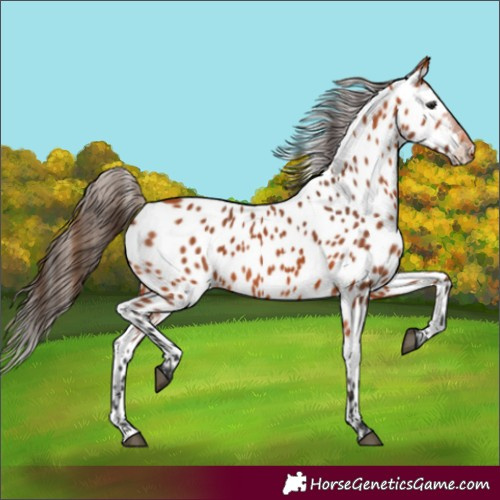 Horse Color:Unknown 