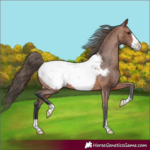 Horse Color:Bay Frame Snowcap 