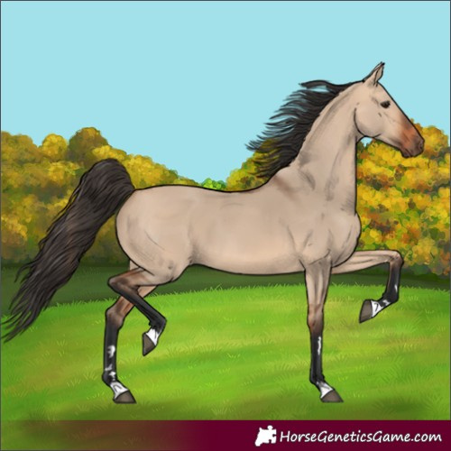 Horse Color:Unknown 