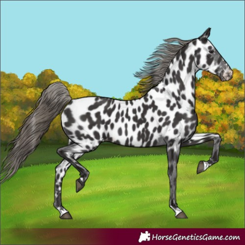 Horse Color:Unknown 