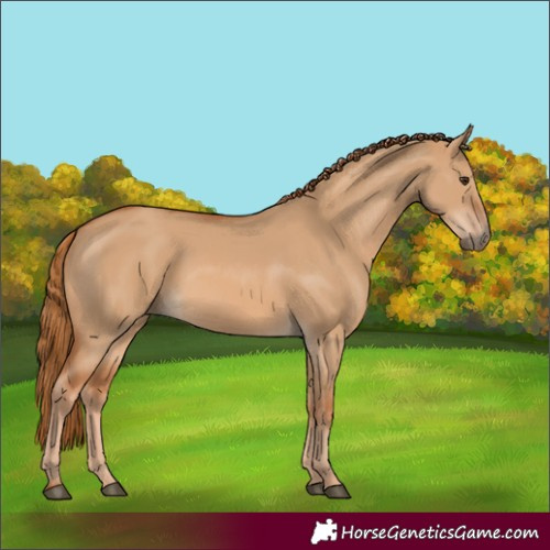 Horse Color:Red Dun 