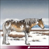 Horse Color:White Spotted Silver Buckskin Tobiano 