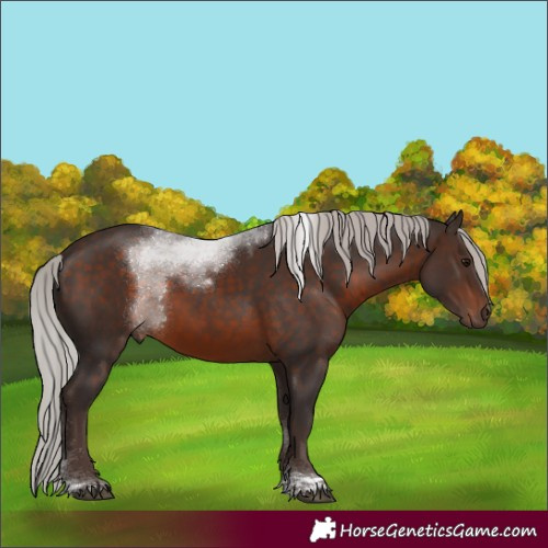 Horse Color:White Spotted Silver Brown Tobiano 