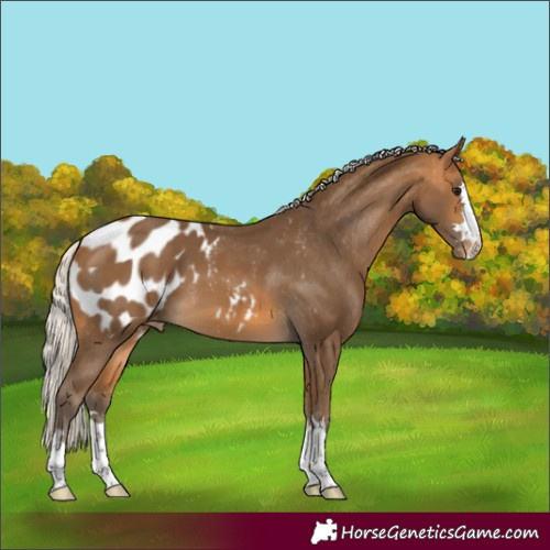 Horse Color:Silver Buckskin Blanket 