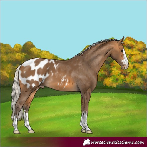 Horse Color:Silver Buckskin Appaloosa 