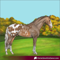 Horse Color:Silver Buckskin Appaloosa