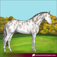 Horse Color:Sable Champagne Sabino Splash 