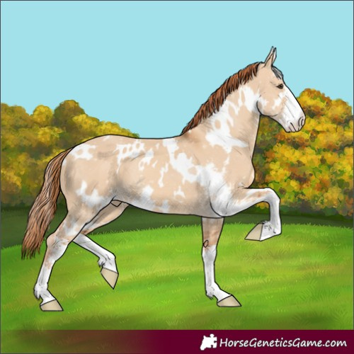 Horse Color:White Spotted Red Dun Sabino