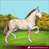 Horse Color:White Spotted Red Dun Sabino