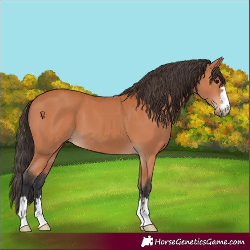 Horse Color:Bay 