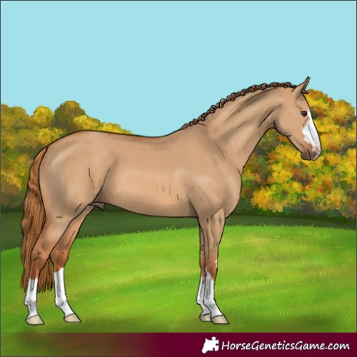 Horse Color:Red Dun 