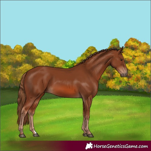 Horse Color:Chestnut 