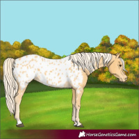 Horse Color:Palomino Appaloosa