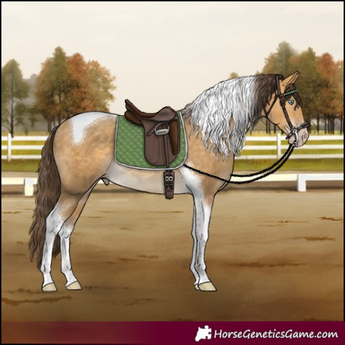 Horse Color:Sable Cream Champagne Tobiano Rabicano 