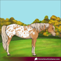 Horse Color:Palomino Appaloosa 