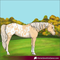Horse Color:Palomino Appaloosa 