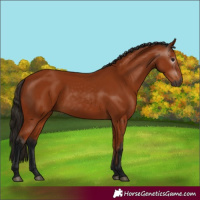 Horse Color:Gray Bay 