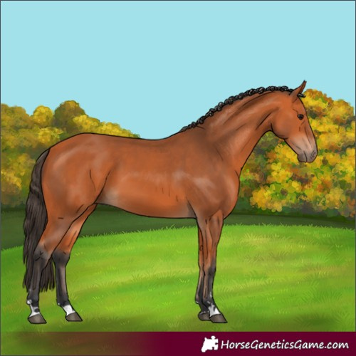 Horse Color:Bay Harlequin Merle 