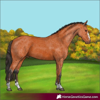 Horse Color:Bay 