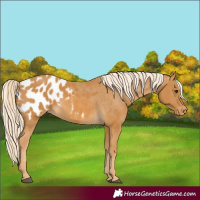 Horse Color:Palomino Appaloosa