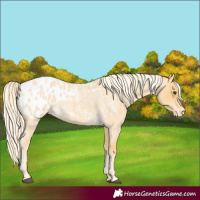 Horse Color:Palomino Roan Appaloosa