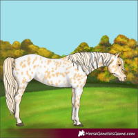 Horse Color:Palomino Appaloosa 