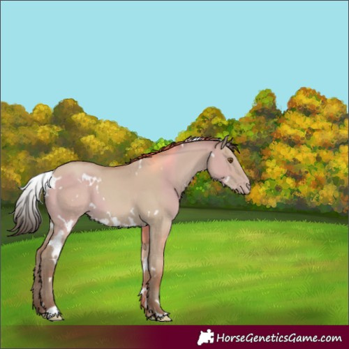 Horse Color:White Spotted Classic Champagne Dun 