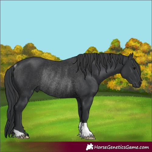 Horse Color:Black Rabicano 