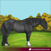 Horse Color:Black Rabicano 
