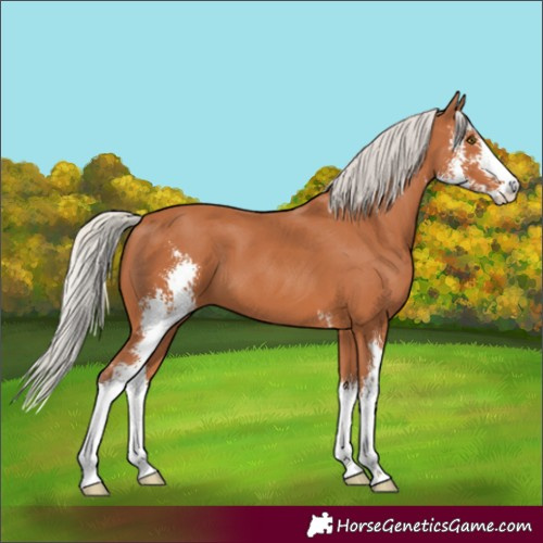 Horse Color:Silver Bay Sabino 